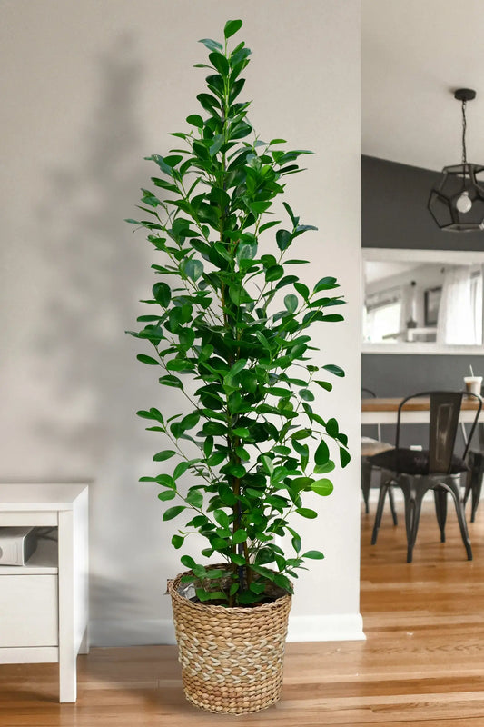 XXL Chinesische Feige Ficus Moclame, 160-170cm