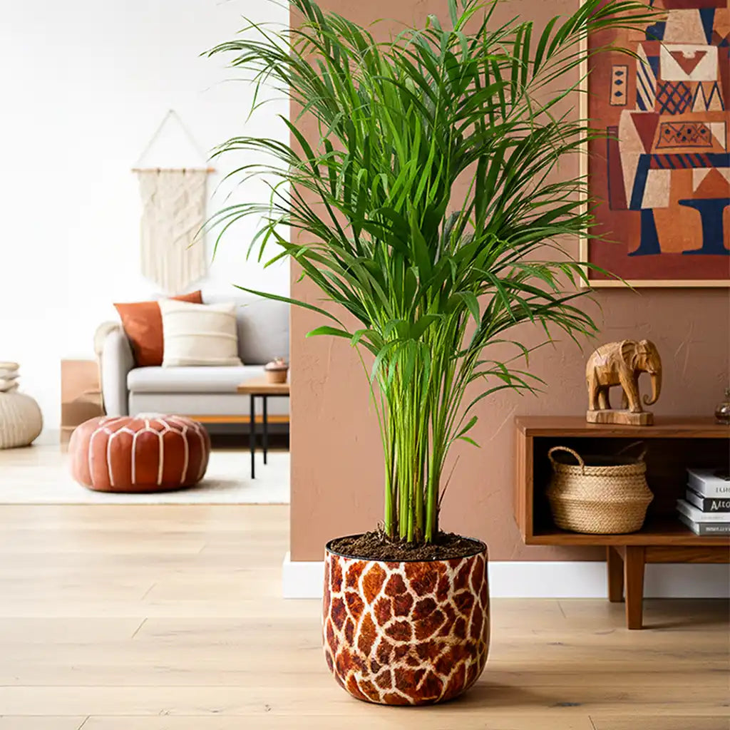 große Goldfruchtpalme im modernen Übertopf mit Giraffen Print auf dem Boden im Wohnzimmer