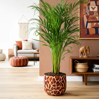 große Goldfruchtpalme im modernen Übertopf mit Giraffen Print auf dem Boden im Wohnzimmer