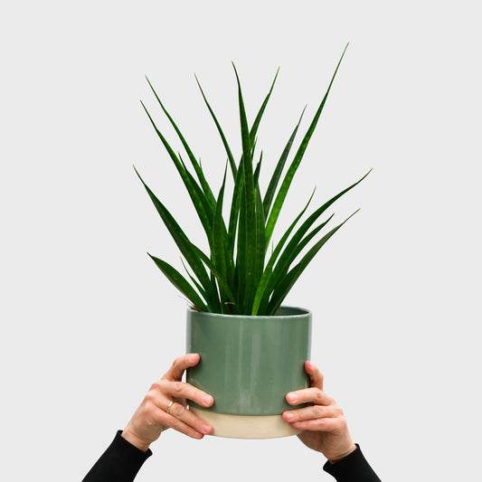 Sansevieria kirkii friends