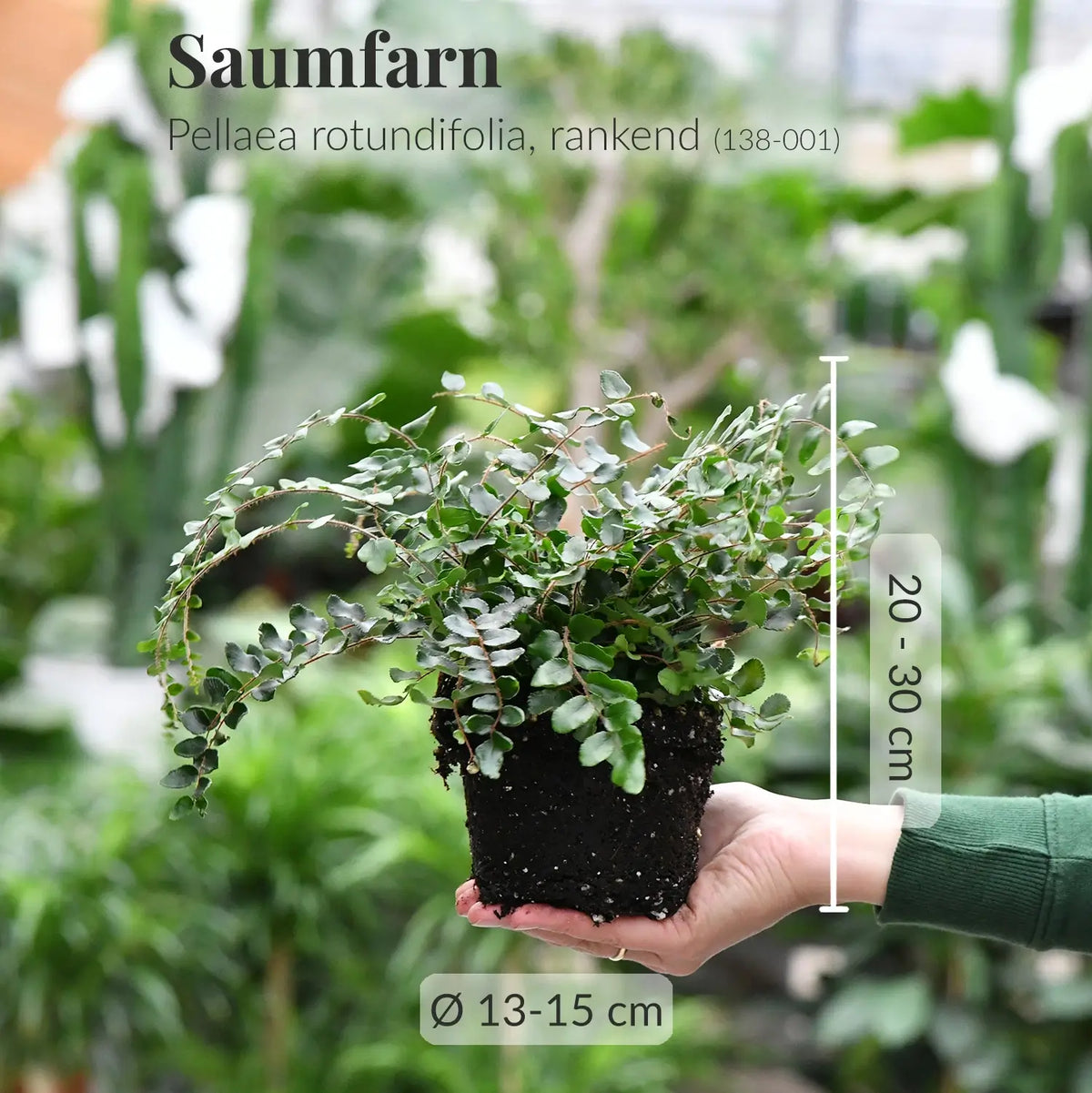 Frischer Saumfarn mit gesunden Wurzeln direkt beim Gärtner
