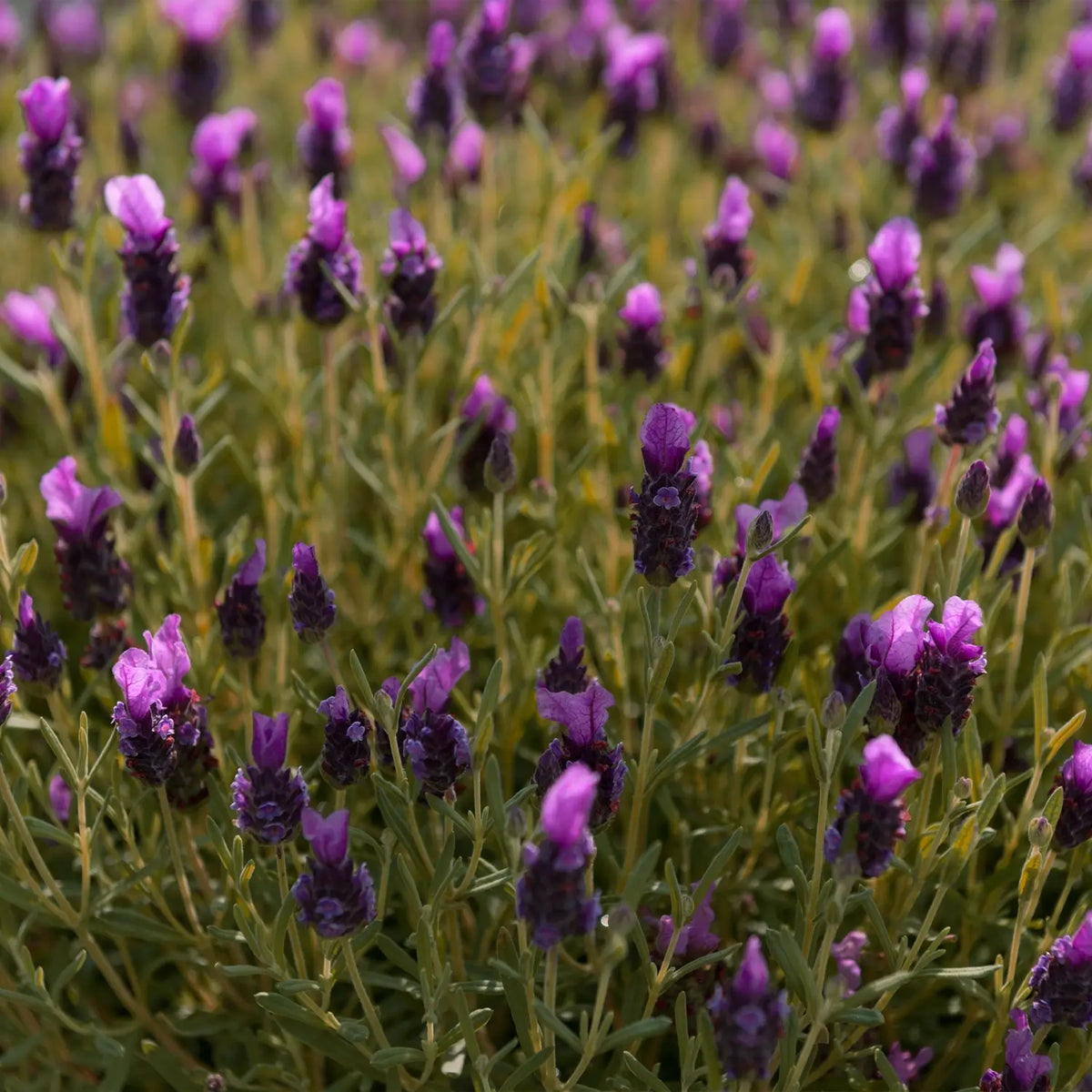 Ganzer Busch von blauem Schopflavendel