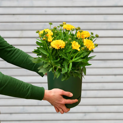 Sommerstaude Mädchenauge Coreopsis