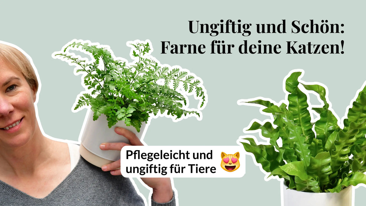 Video laden: 