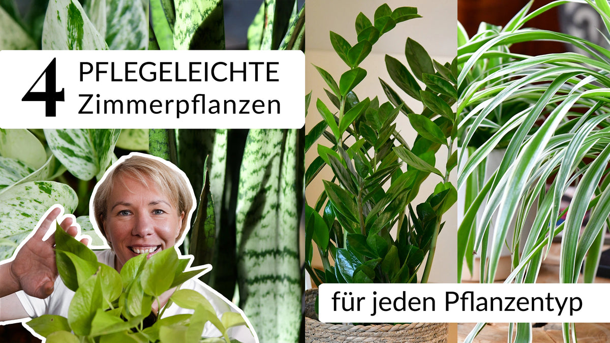Video laden: 