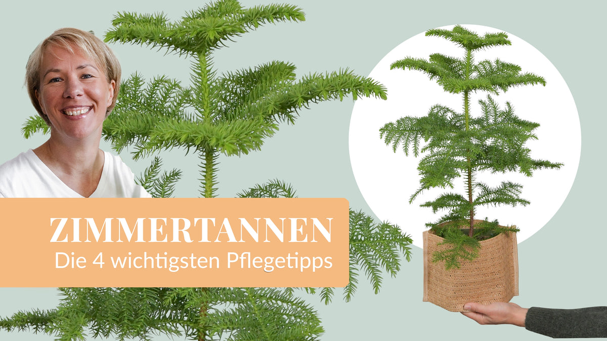 Video laden: 