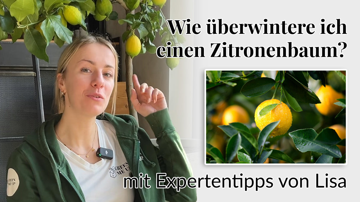 Video laden: 