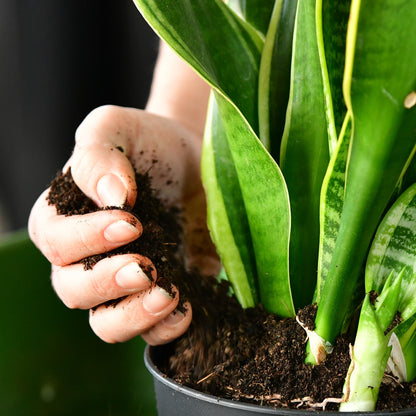 Hand-Planze-Blumenerde