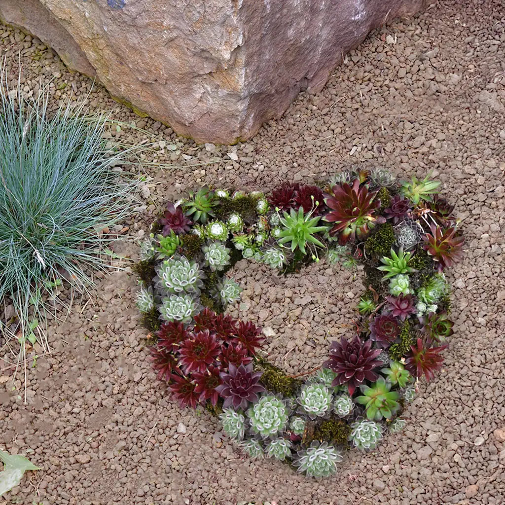 Grabschmuck Sukkulenten Herz Ø 35cm