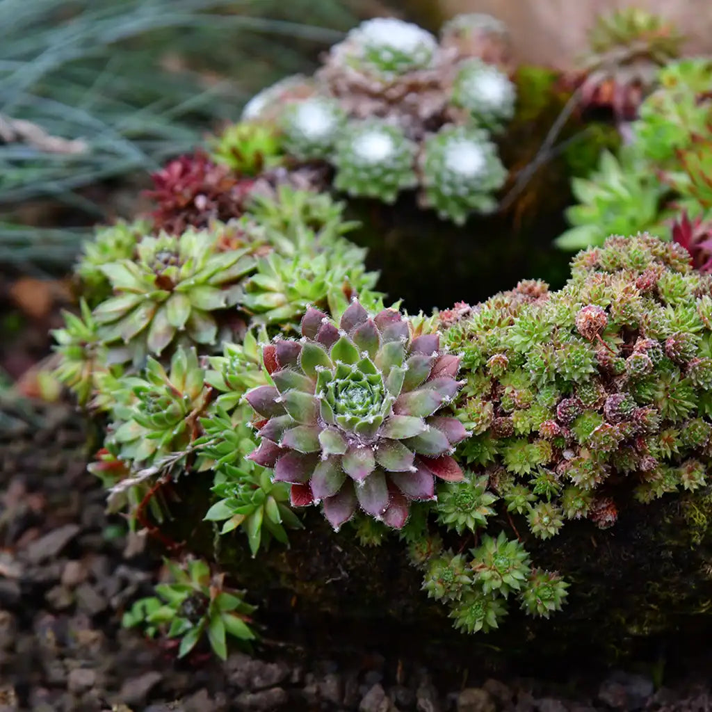 Grabschmuck Sukkulenten Herz Ø 25cm