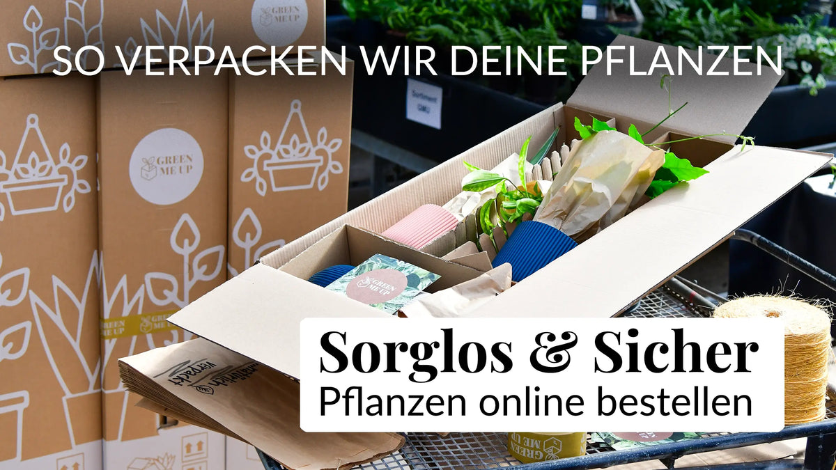 Video laden: 