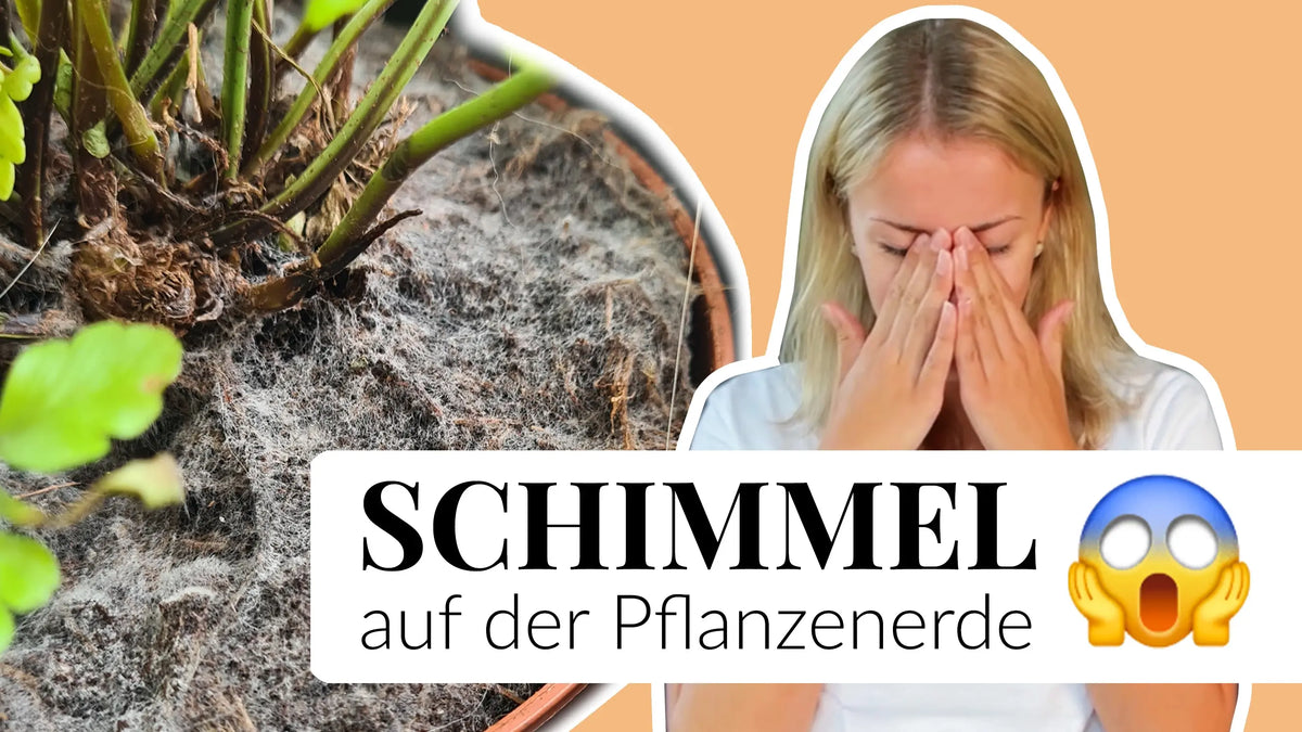 Video laden: Tipps Schimmel auf Pflanzenerde entfernen