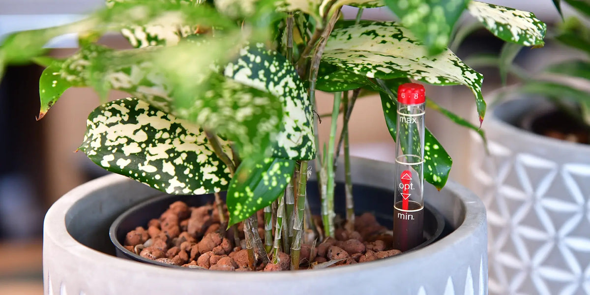 Dracaena in HYdrokultur in Übertopf mit Wasserstandsanzeiger