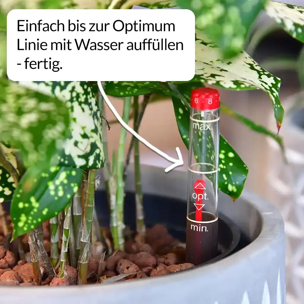 Hydro 3er Pflanzen Set Drachenbaum Mix