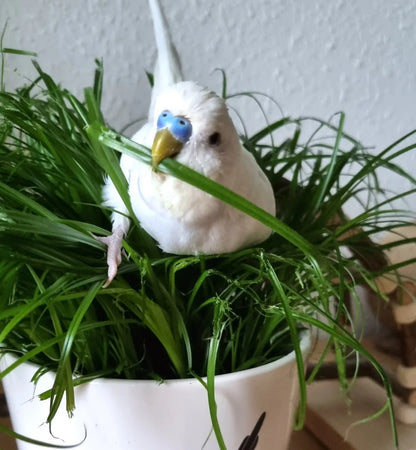 3er Katzengras Box