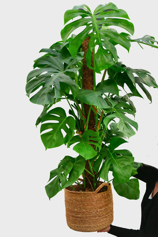 XXL Monstera am Stab