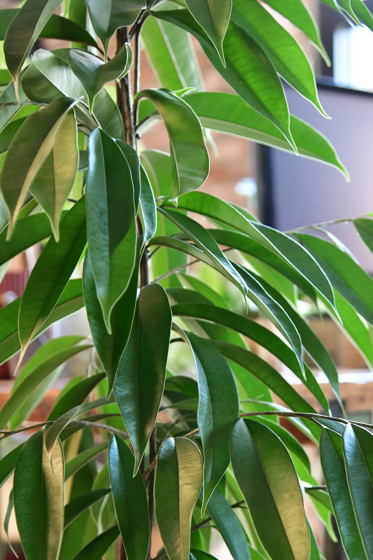XXL Ficus Amstel King