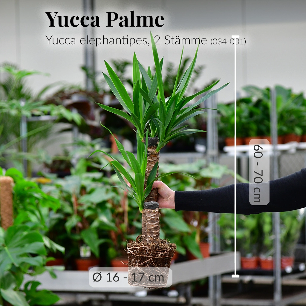 Yucca Palme mit gesunden Wurzeln direkt beim Gärtner