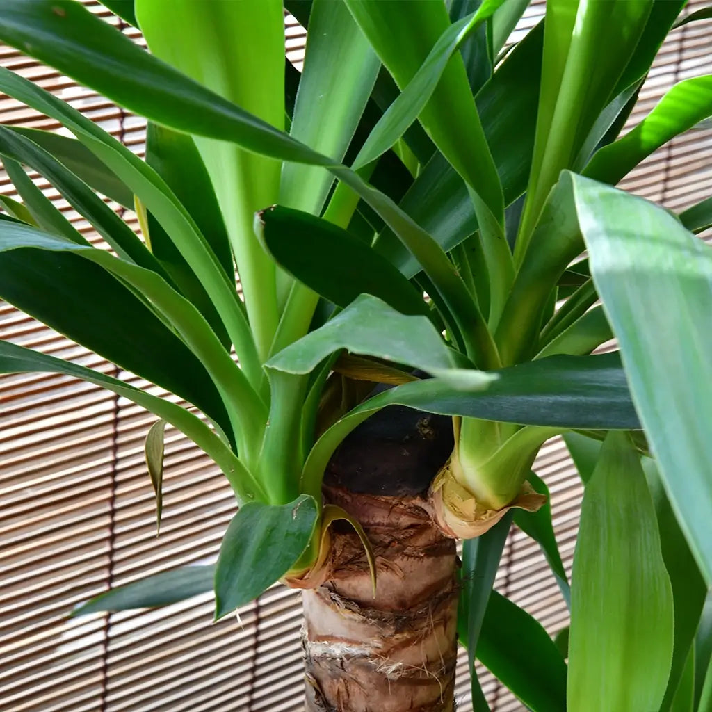Detail Yucca Palme