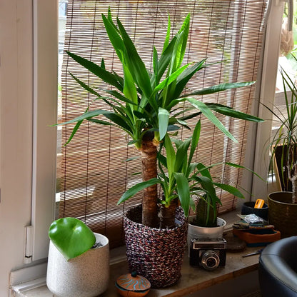 Yucca Palme am Fenster