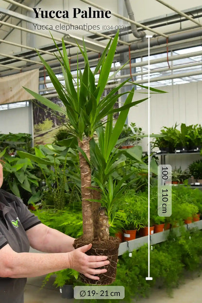 Große Yucca Palme, 100-110cm