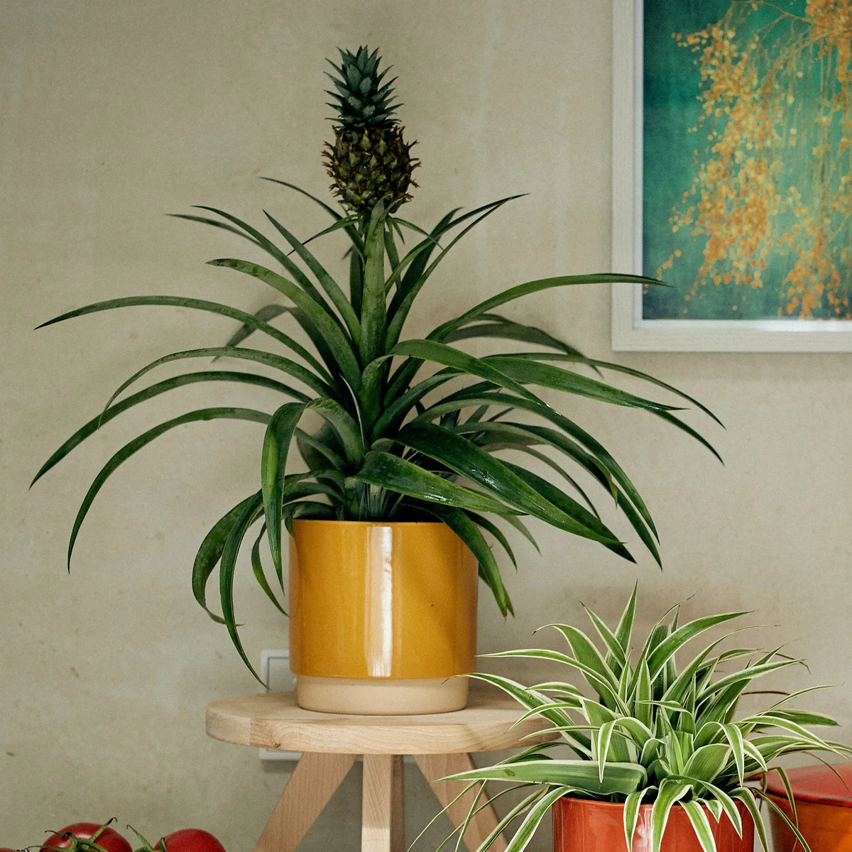 Zierananas Stimmungsbild in Küche