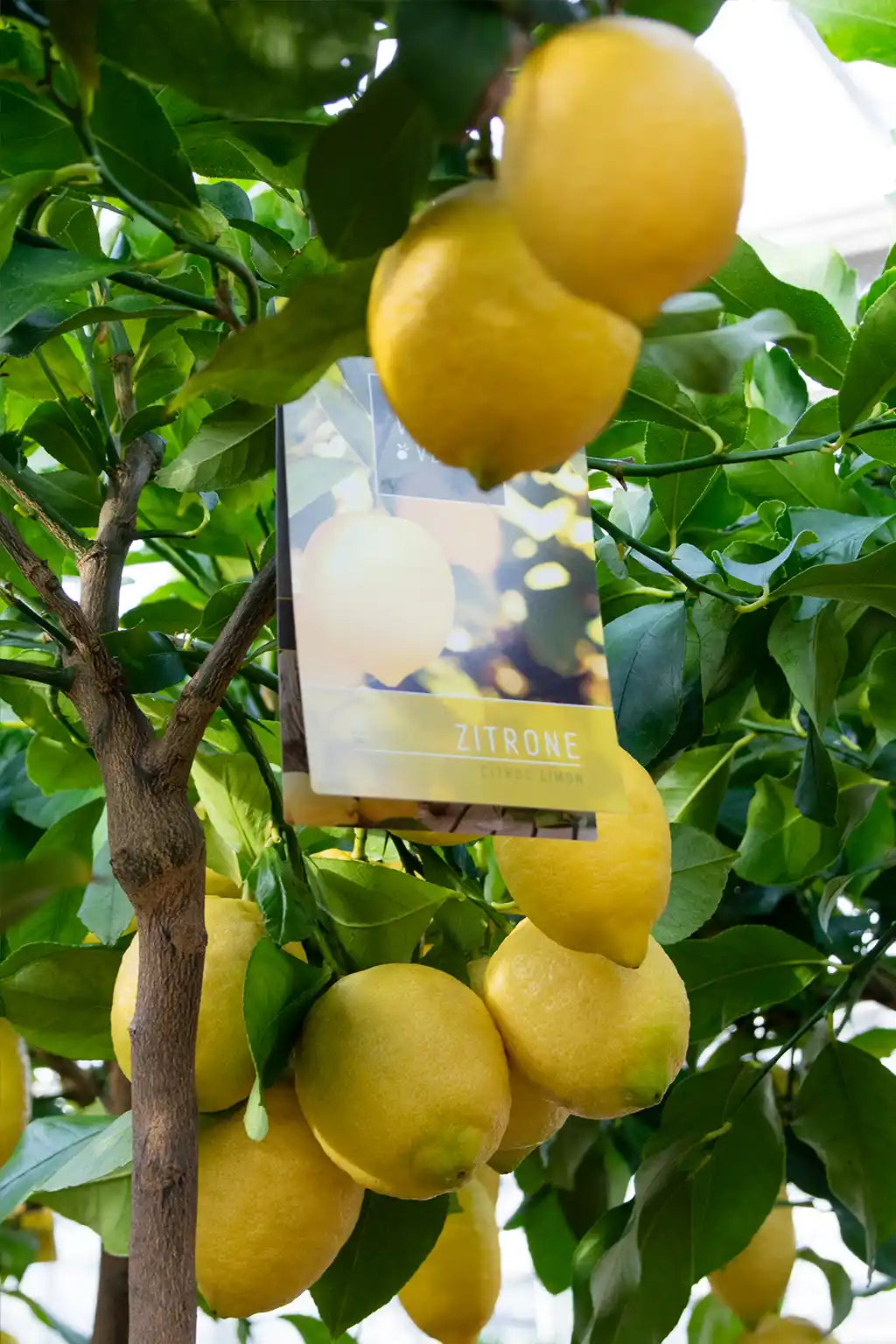Detailbild von frischen Zitronen am Baum in der Gärtnerei
