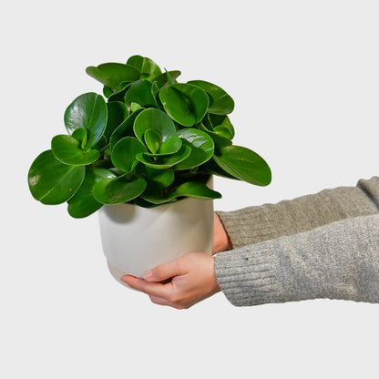 Peperomia No.14