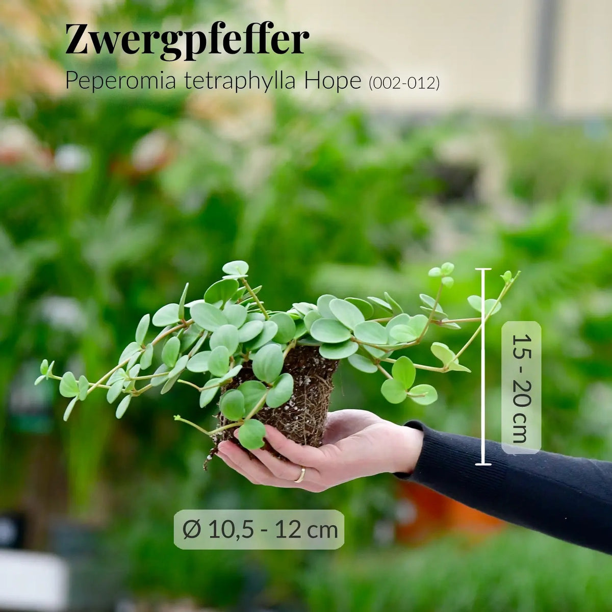 Mix & Match Pflegeleichte Hängepflanzen