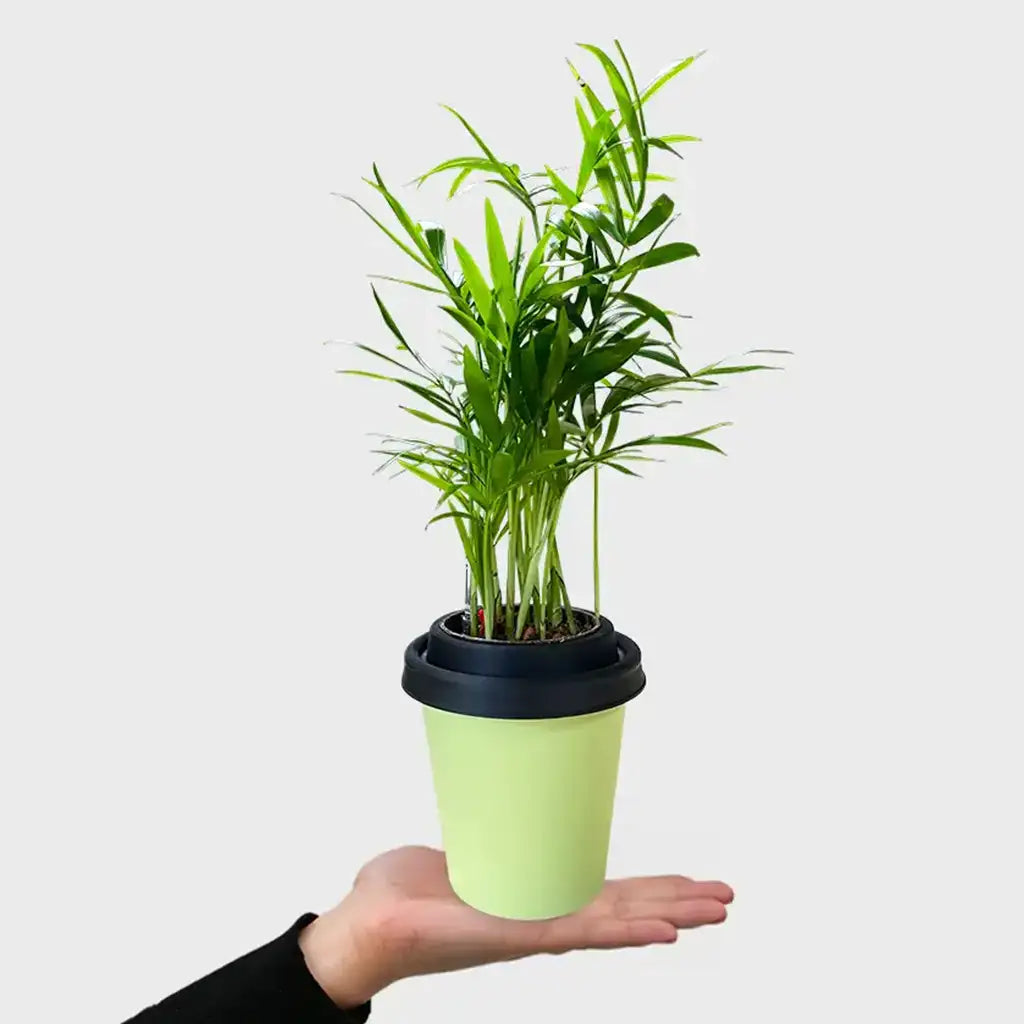 Mix & Match ggreeno® Tischpflanzen
