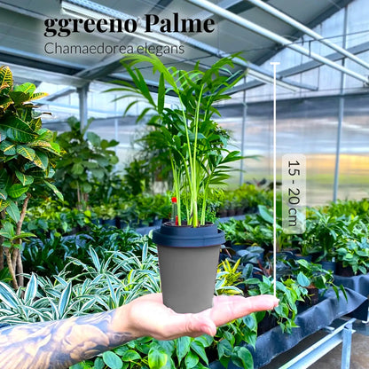 ggreeno® Palme in Sand
