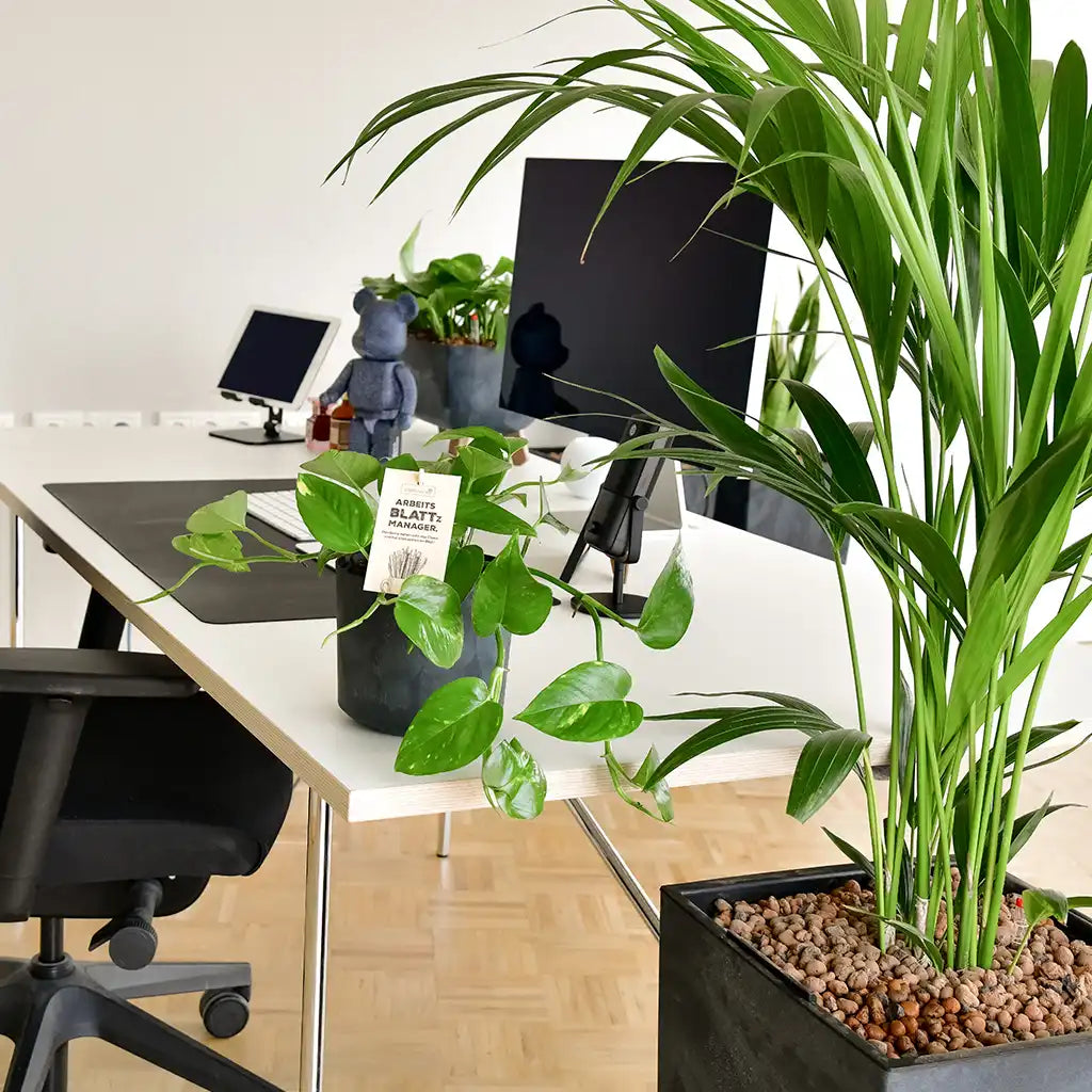 Schreibtisch mit Pflanzen, Bürotisch dekorieren mit Hydrokulturpflanzen, Jobpflanze