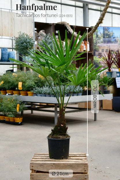 Große winterharte Hanfpalme