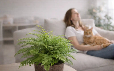 ungiftige luftreinigende Pflanzen wie Farn mit Katze