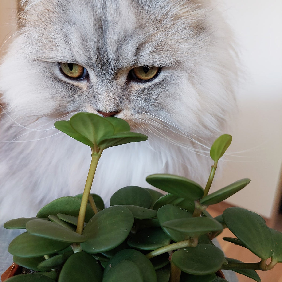 Katze riecht an Peperomia Zwergpfeffer