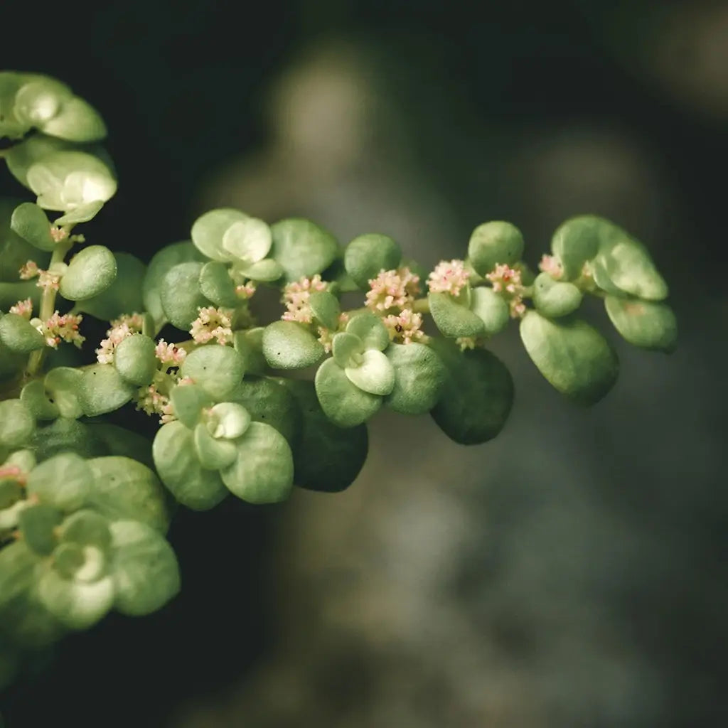 Kanonierpflanze Pilea ZImmerpflanze