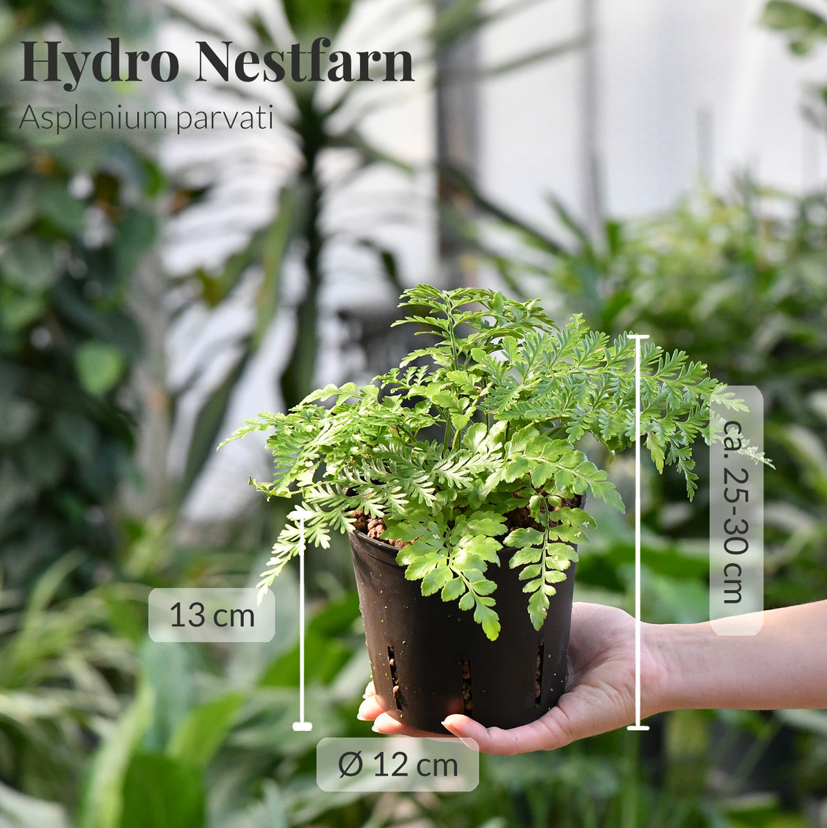 4er Box Hydro Katzentraum