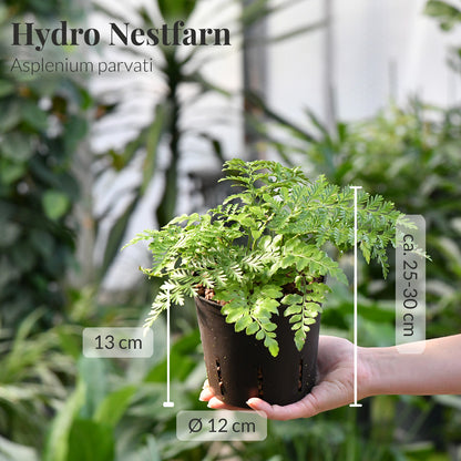 4er Box Hydro Katzentraum