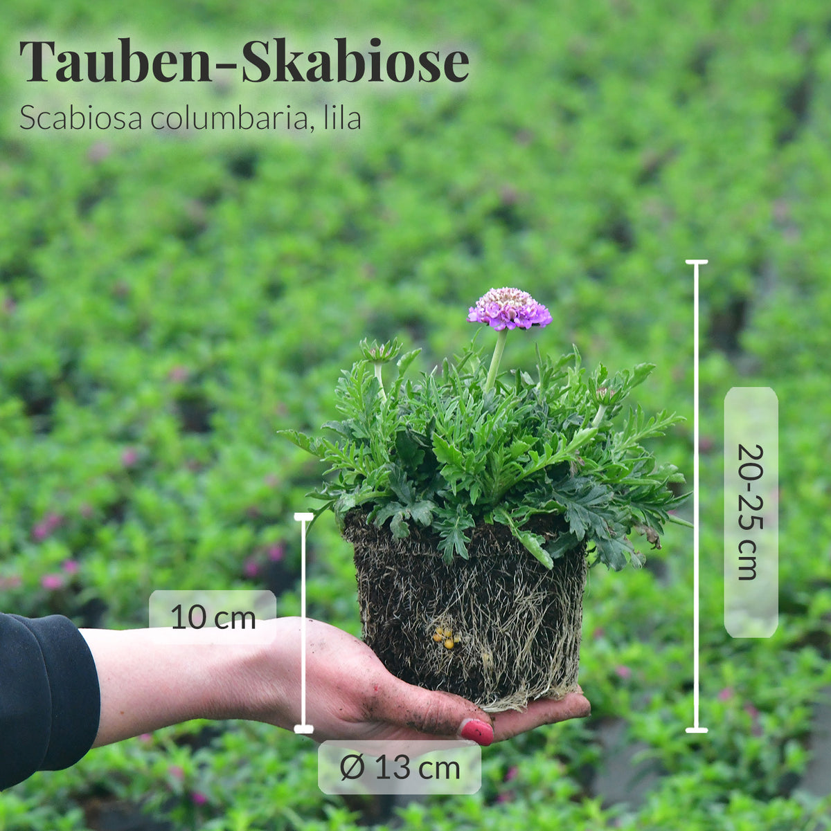 Tauben Scabiosa in blau