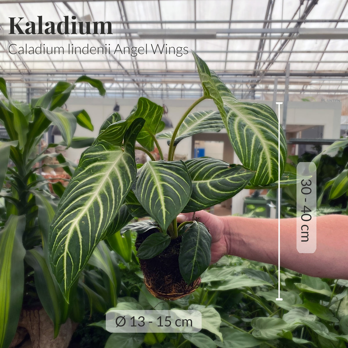 Sammlerstück Caladium Angel Wings