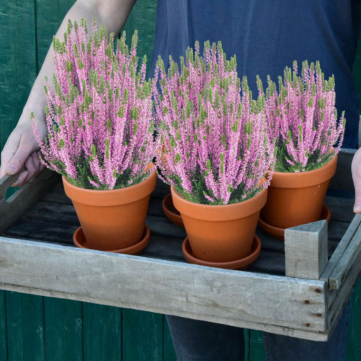 5er Box Rosa-Lila Heidekraut