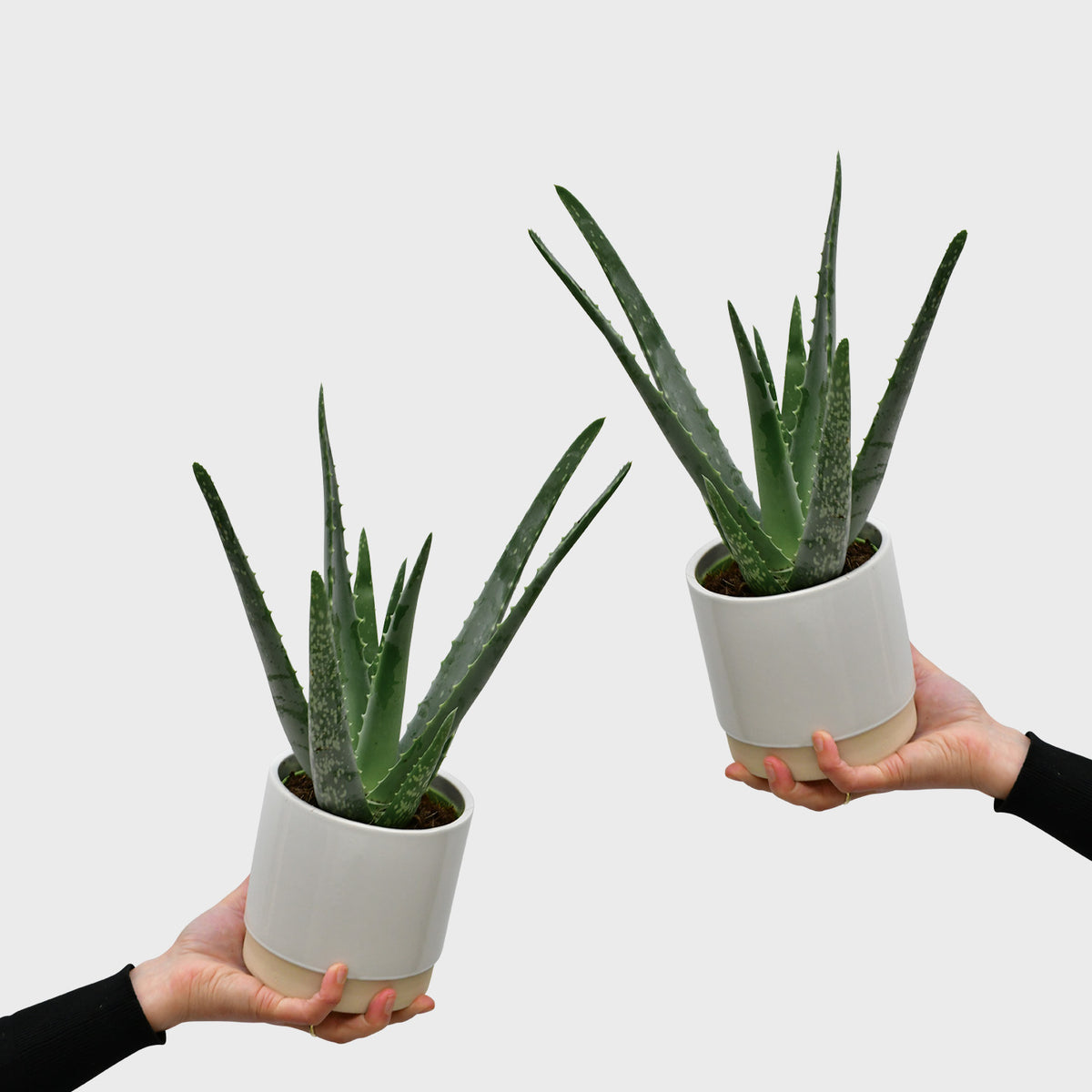 Das echte Aloevera Duo