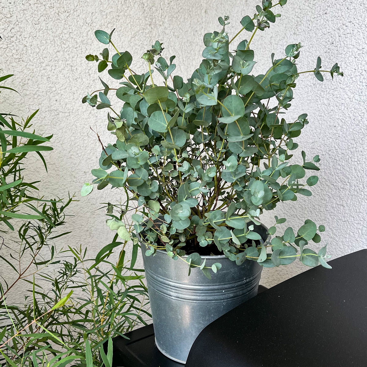 Eukalyptus Busch