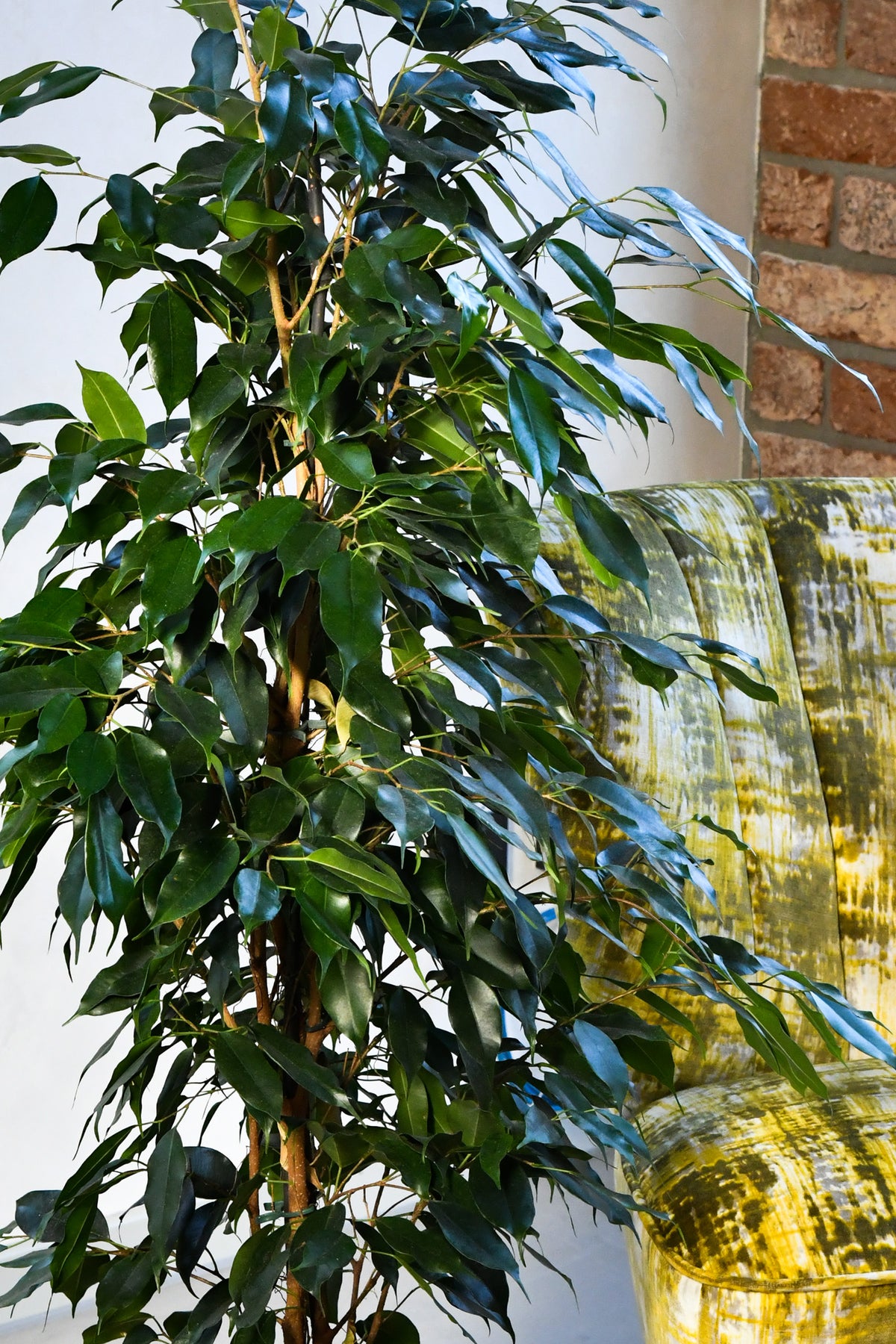 HYDRO SET XL Büropflanze Ficus Benjamina mit Vase Classico