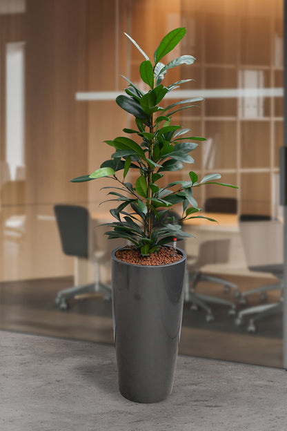 Hydro Kingsize Afrikanischer Feigenbaum, 110-120cm