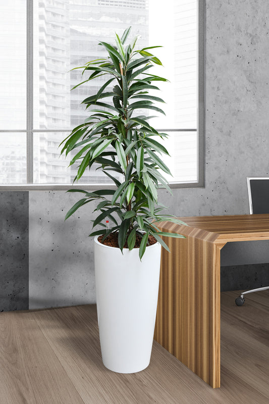HYDRO SET XL Büropflanze Ficus Amstel King mit Vase Classico
