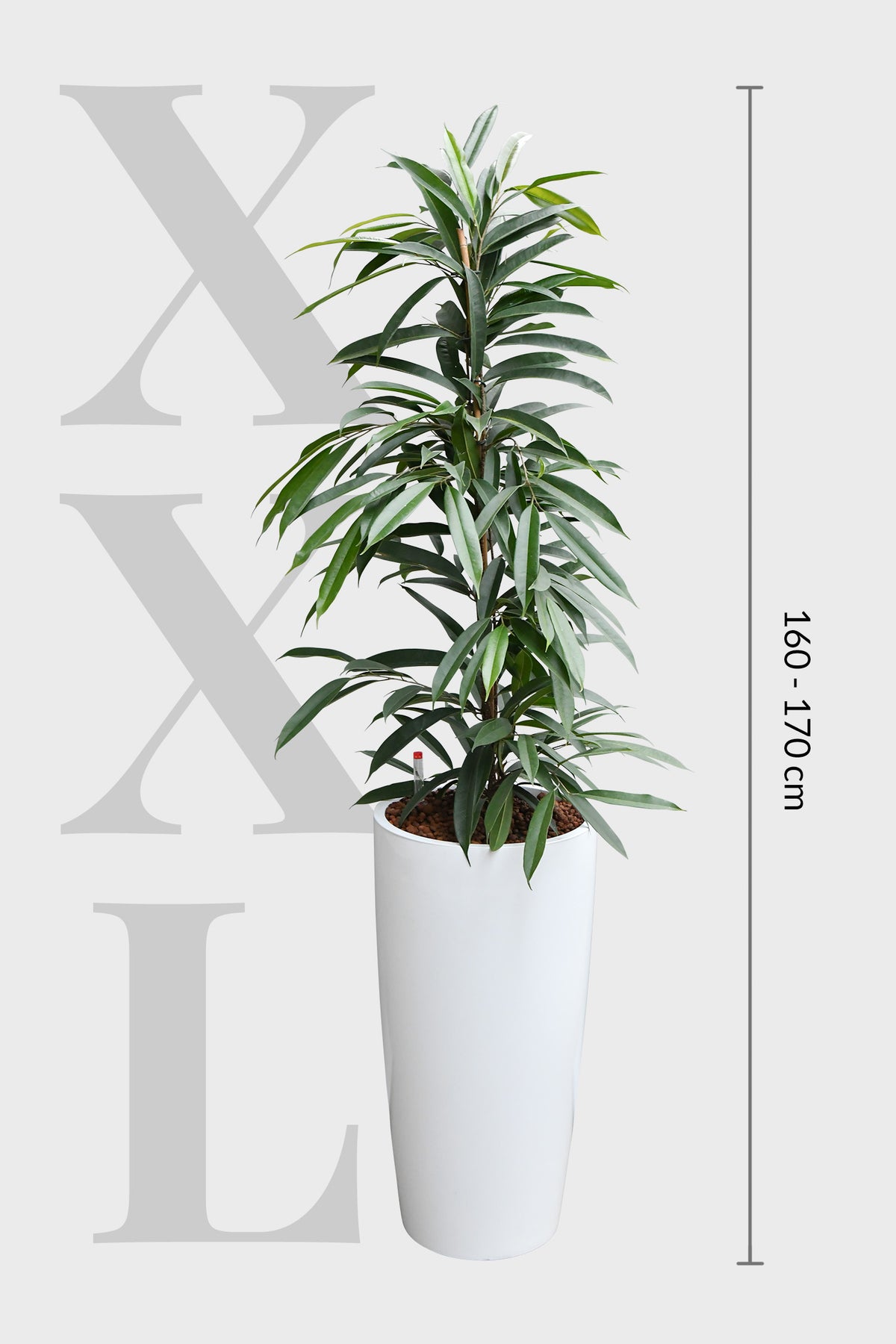 HYDRO SET XL Büropflanze Ficus Amstel King mit Vase Classico