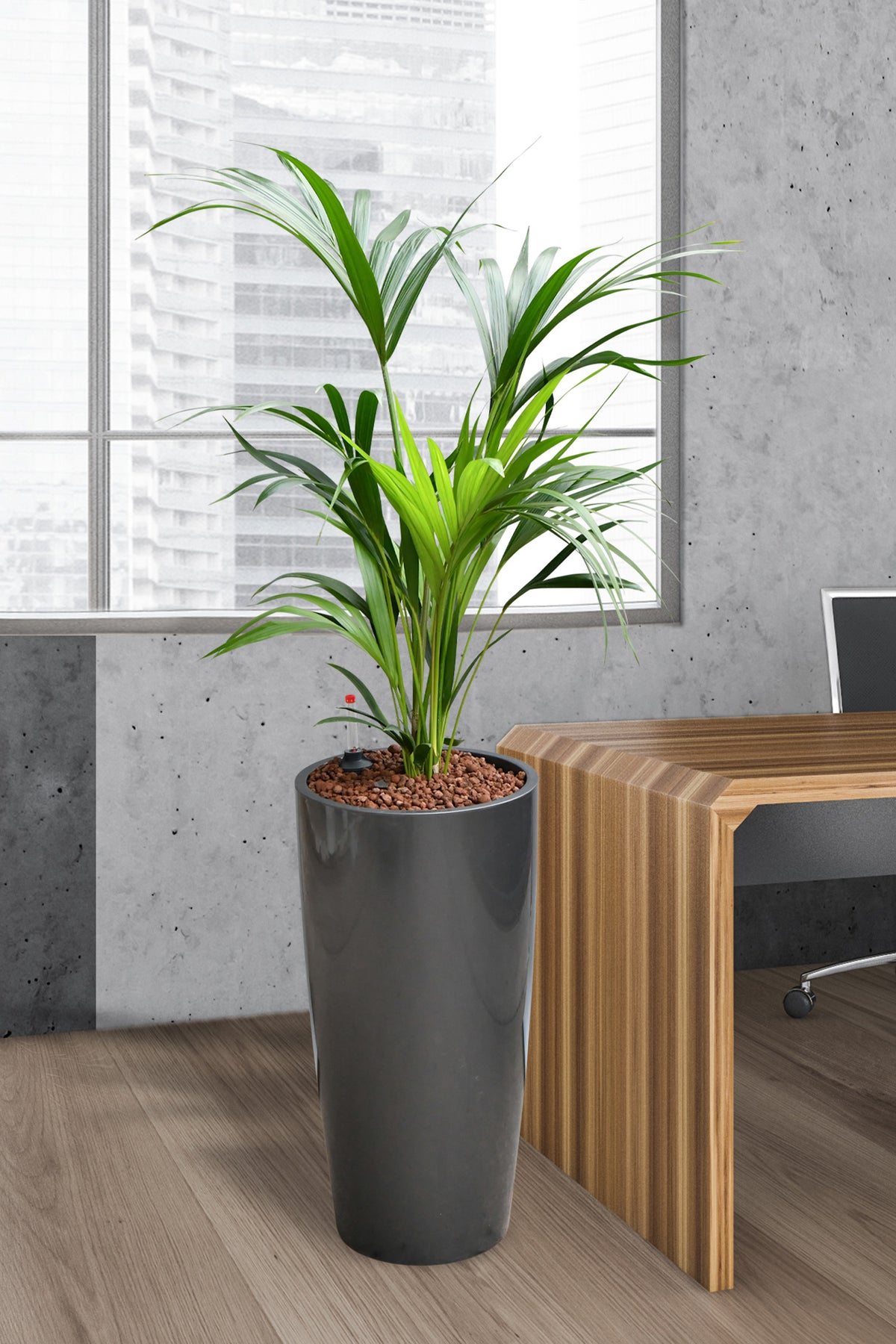 Hydro Kingsize Kentia Palme 110-120cm