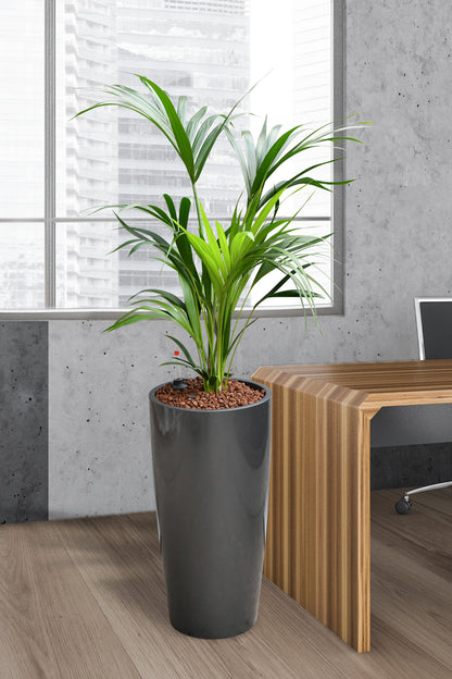 Hydro Kingsize Kentia Palme 110-120cm