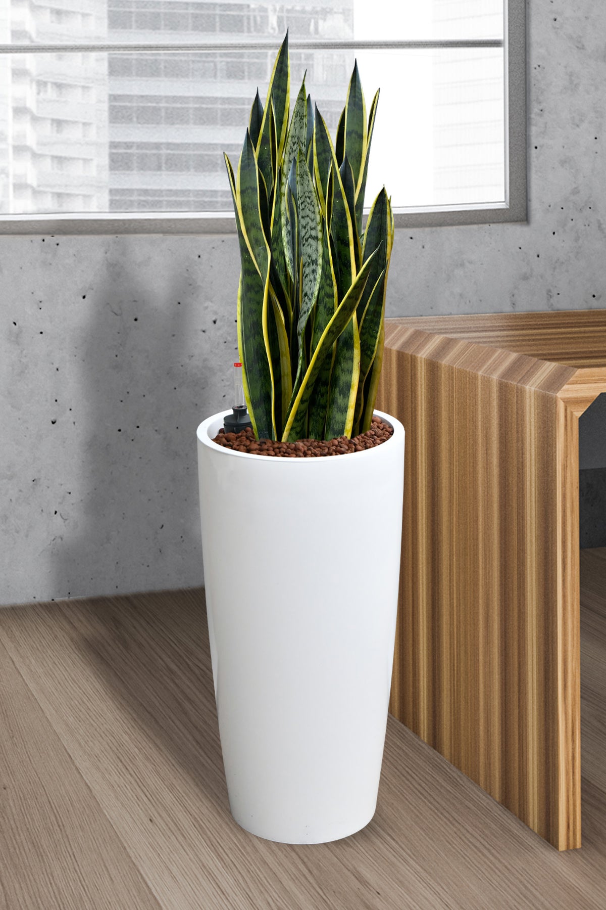 HYDRO SET XL Büropflanze Sansevieria mit Vase Classico